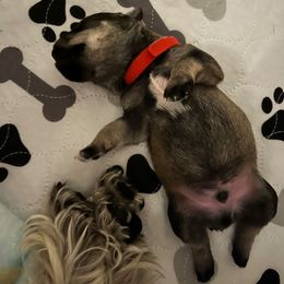 Boy 1 - Salt and pepper Miniature Schnauzer puppy in New York from Krystal