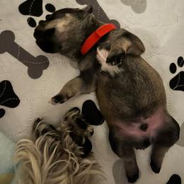 Boy 1 - Salt and pepper Miniature Schnauzer puppy in New York from Krystal