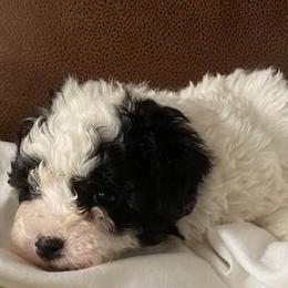 Poodles from Black Mountain Toy Poodles