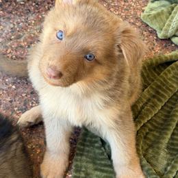 Isabella tan girl - Isabella female German Shepherd puppy in California from Singleton Shepherds