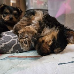 Yorkshire Terrier Puppies from Lady A's Yorkies