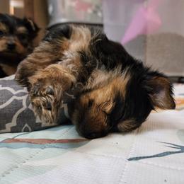 Yorkshire Terrier Puppies from Lady A's Yorkies