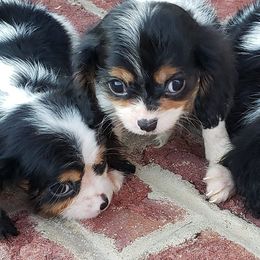 Cavalier King Charles Spaniels from Euclyptus Estates