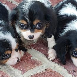 Cavalier King Charles Spaniels from Euclyptus Estates
