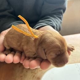 Gemini - Red female Cavapoo puppy in Adrian, Oregon from ApplebyFarm