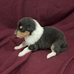 Girl 2 - Black white and tan Collie puppy in Bad Axe, Michigan from Collie Campo