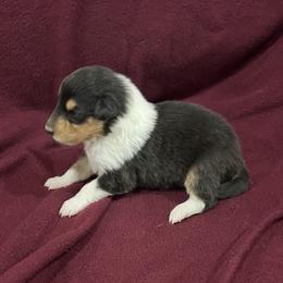 Girl 2 - Black white and tan Collie puppy in Bad Axe, Michigan from Collie Campo