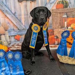 Craisin - Labrador Retriever