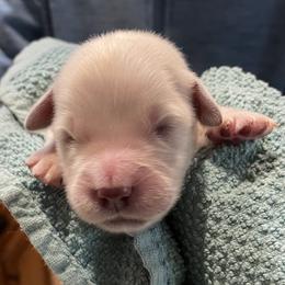 Peanut - Light golden male Golden Retriever puppy in Ennis, Texas from Amberidge Golden Retrievers