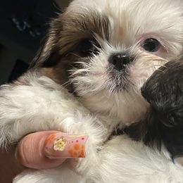Shih Tzu puppies from Irma's Shih Tzus