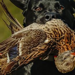 Labrador Retrievers from Alum Creek Labradors