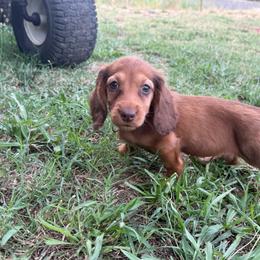 AKC chocolate based red longhair female - Red female Dachshund puppy in Anderson, California from Golden Paws Dachshunds