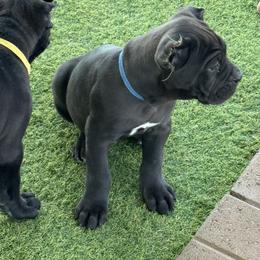 Blue Collar boy - Black male Cane Corso puppy in Ocala, Florida from Worldwide Kennels