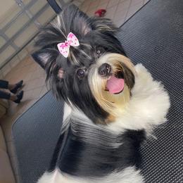 Naomi - Yorkshire Terrier