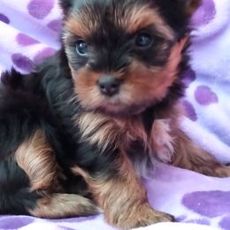 Yorkshire Terrier Puppies from Twilights Yorkies