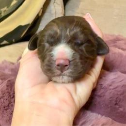 Female- Brown and White - White and brown female Newfoundland puppy in Cambridge, Ohio from Sweet Creek Pups