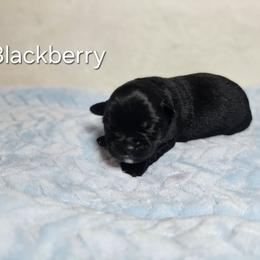 Blackberry - Black & white male Miniature Australian Shepherd puppy in Owensboro, Kentucky from JnT's Bluegrass Mini Aussies