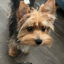 Gunner - Blue and gold male Yorkshire Terrier puppy in Laughlin, Nevada from Dani’s Yorkie’s