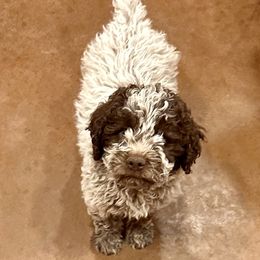 Moka - Brown roan female Lagotto Romagnolo puppy in Santa Fe, New Mexico from Raven Meadow Ranch