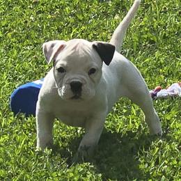 Rolo (White, Ear Patch) - White male American Bulldog puppy in Three Rivers, Michigan from Jemms Kennels