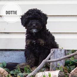 Dottie - Tri-color  female Golden Aussiedoodle puppy in Hyrum, Utah from Goldendoodledoo Farms