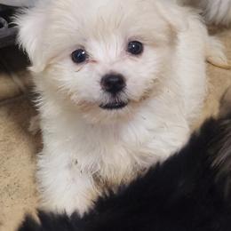 Mal-Shi, Maltese, and Shih Tzu Puppies from Natalie's Happy Fur Paw Shih-Tzues and More