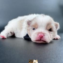 Boy 1 - Chocolate merle male Pomeranian puppy in Menifee, California from Petite Poms Of CA