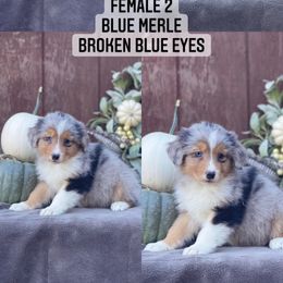 Australian Shepherd Puppies from Cricket Flat Kennel