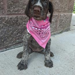 Pink girl - Liver and white female German Wirehaired Pointer puppy in Potosi, Wisconsin from Point and Flush Gun Dogs