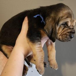 Blue Collar Boy - Black and tan male Bloodhound puppy in Franklin, Indiana from K Creek Farms
