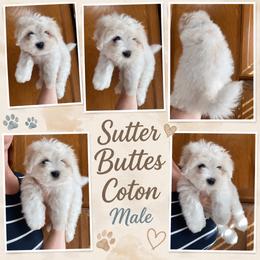 Male 3 - White male Coton de Tulear puppy in Yuba City, California from Sutter Buttes Coton De Tulear