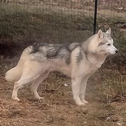 Harley - Siberian Husky
