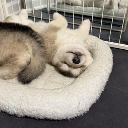 Alaskan Malamute Puppies from Alpenglow Alaskan Malamutes