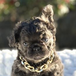 Mr. Nugget - Blue tri-color male Bulldog puppy in Rockledge, Florida from BV Bulldogs