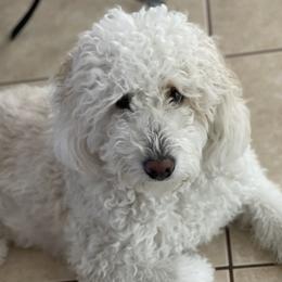Canelo - Bernedoodle
