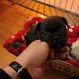 French Bulldog Puppies from Fair Oaks Frenchies