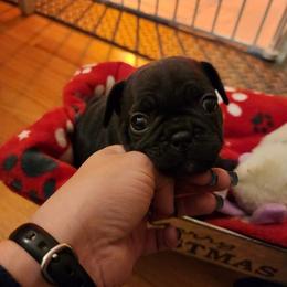 French Bulldog Puppies from Fair Oaks Frenchies