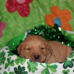 Labrador Retriever Puppies from Paradise Farm Gun Dogs