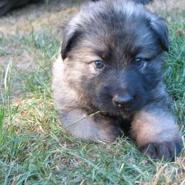 Shiloh Shepherd Puppies from Solace Shilohs
