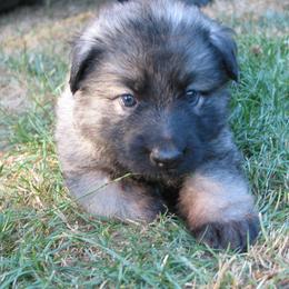 Shiloh Shepherd Puppies from Solace Shilohs