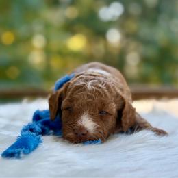 Blessing - Apricot male Poodle puppy in Salem, Oregon from Lavish Poodles