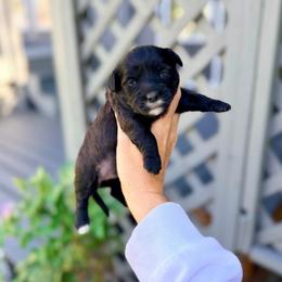 Olive - Black & white female Maltipoo puppy in West Jordan, Utah from Gem Puppies of Utah
