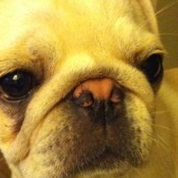Pugs from Julie Buckenmeyer