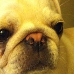 Pugs from Julie Buckenmeyer