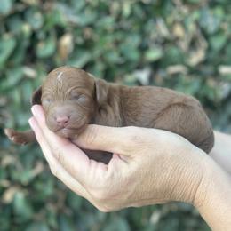 Boy 2 - male Poodle puppy in Modesto, California from Dry Creek Poodles