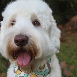 Roosevelt - Australian Labradoodle
