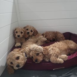 Cavapoo Puppies from Prince Pups