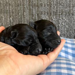 Sasha's Baby girl - Black female Scottish Terrier puppy in Nickelsville, Virginia from Pecan Creek