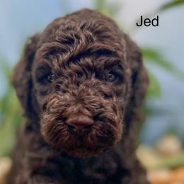 Jed - Brown male Poodle puppy in Greenville, North Carolina from Grace Poodles