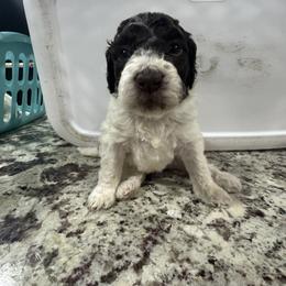 Labradoodle Puppies from Martin Family Doodle